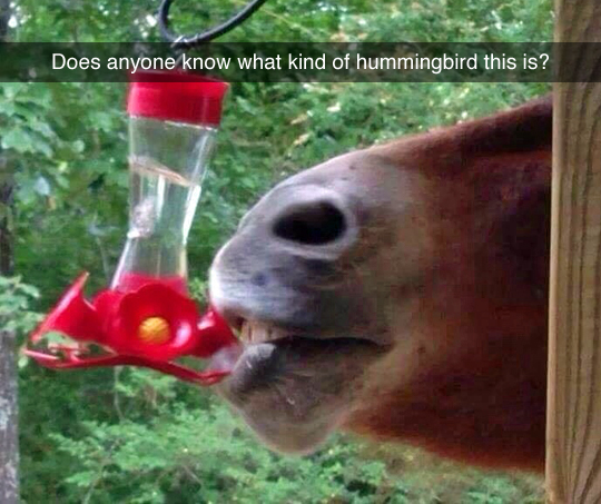 Hummingbird.jpg