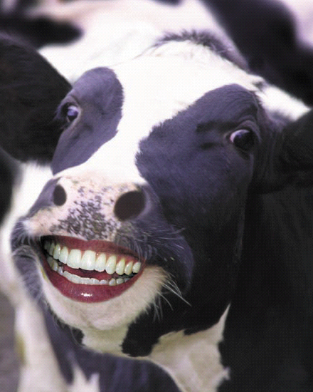 cartoon-happy-cow.jpg