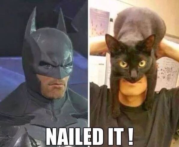 funny-pictures-batman-cat-nailed-it.jpg