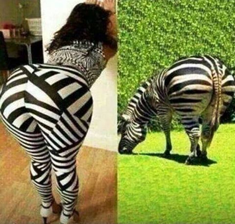 zebra.jpg