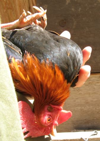 tiny-rooster-upsidedown.jpg