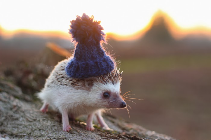 cute-hedgehogs-in-hats-58909ea617280__700.jpg